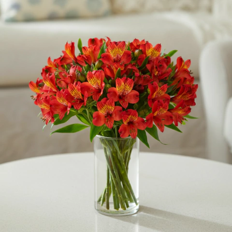 Alstro Intense (Alstroemérias vermelhas vibrantes) + Vaso